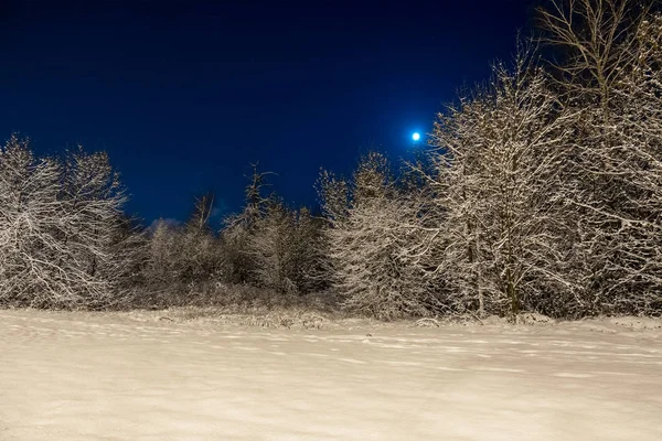 Winter beautiful landscape. The moon shines on the blue sky. Night nature with trees in the snow. A lot of fluffy snow.