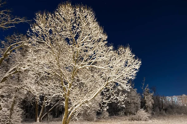 Invierno Hermoso Paisaje Naturaleza Nocturna Con Árboles Nieve Mucha Nieve — Foto de Stock