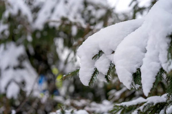 Winter Schöne Landschaft Tagsüber Natur Mit Weihnachtsbäumen Schnee Viel Flauschiger — Stockfoto