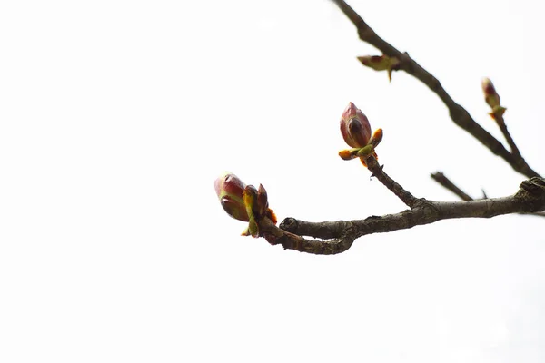 赤い蕾を咲かせます 大きな芽を持つ白い空にメイプルの枝 — ストック写真