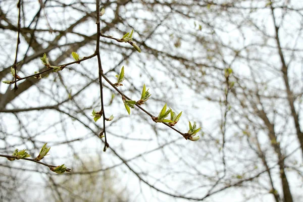 白樺の芽が咲きます 大きな美しい芽を持つ白い空に白樺の枝 早春の緑の葉 新しい生活 — ストック写真