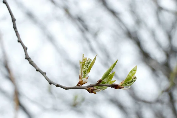 白樺の芽が咲きます 大きな美しい芽を持つ白い空に白樺の枝 早春の緑の葉 新しい生活 — ストック写真