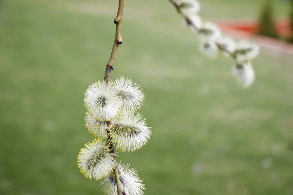 サリックス アトロシネレア ブロット春柳の木が揺れる 風景を背景に美しいふわふわの木の花 早春の緑の草 新しい生活 — ストック写真