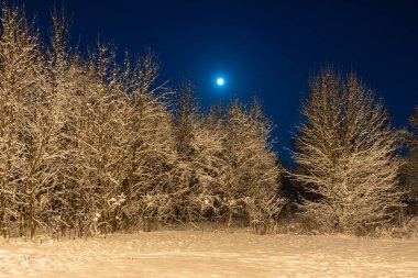 Winter beautiful landscape. The moon shines on the blue sky. Night nature with trees in the snow. A lot of fluffy snow.