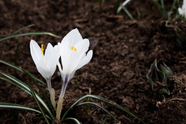 Beyaz kar tanesi çiçek açtı. Bahar yeni bir hayattır. Bilimsel adı Crocus flavus Weston