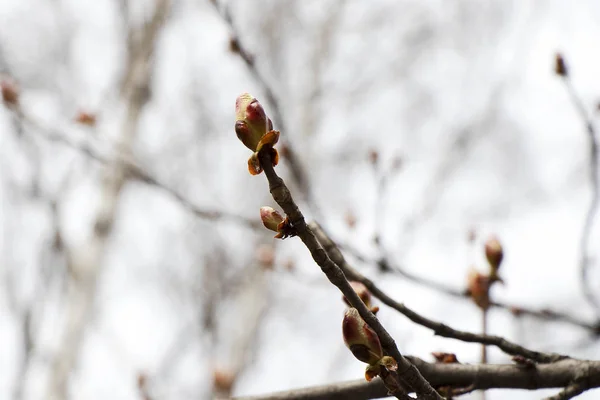 Wiosna Czerwone Pąki Kwitną Klonowe Gałęzie Białym Niebie Dużymi Pączkami — Zdjęcie stockowe
