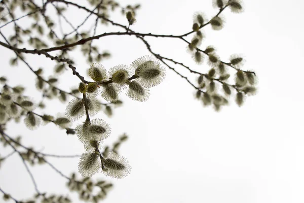 Salix Atrocinerrea Brot Bahar Söğüt Ağacı Kabarır Manzaranın Arka Planında — Stok fotoğraf