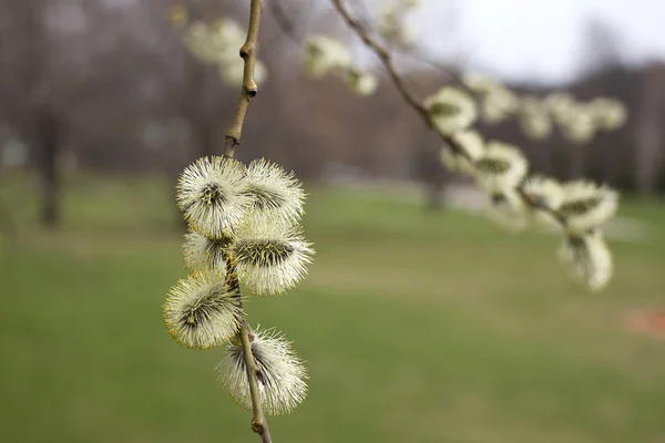 サリックス アトロシネレア ブロット春柳の木が揺れる 風景を背景に美しいふわふわの木の花 早春の緑の草 新しい生活 — ストック写真