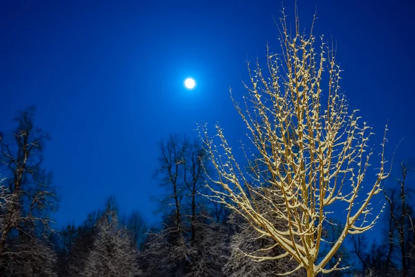 Invierno Hermoso Paisaje Luna Brilla Cielo Azul Naturaleza Nocturna Con — Foto de Stock