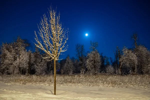 Invierno Hermoso Paisaje Luna Brilla Cielo Azul Naturaleza Nocturna Con — Foto de Stock