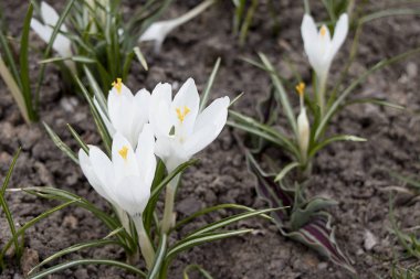 Beyaz kar tanesi çiçek açtı. Bahar yeni bir hayattır. Bilimsel adı Crocus flavus Weston