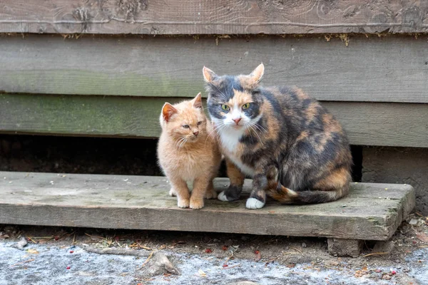 Mamma Gatto Multicolore Con Gattino Rosso Insieme Gli Animali Sono — Foto Stock