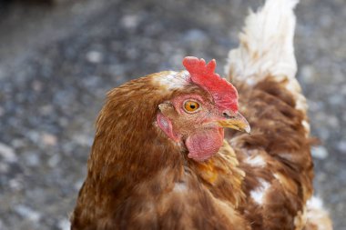 Kırmızı tavuk caddede yürüyor. Bedava kümes hayvanları. İleriye bakıyor, kafaya yakın çekim. Köy, tarım.
