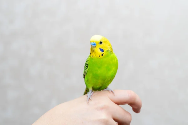 Pluimvee Zelfgemaakte Huisdier Favoriete Zittende Papegaai Zitten Hand Een Groene — Stockfoto