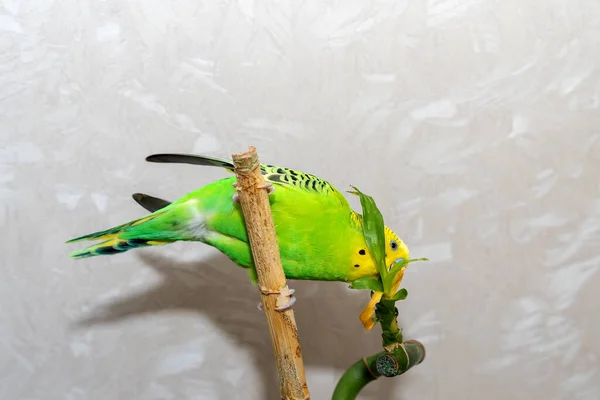 Zwierzątko Domowe Ręcznego Ptaka Siedzi Gałęzi Bambusa Suche Papuga Zielony — Zdjęcie stockowe