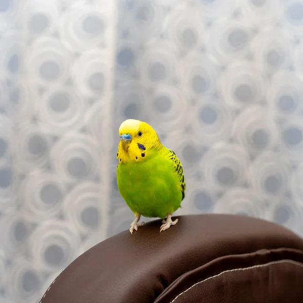 Mascota Mano Mascota Pájaro Está Sentado Dorso Marrón Silla Pájaro —  Fotos de Stock