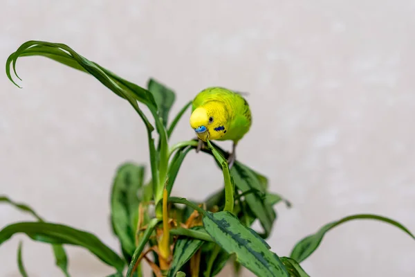 Een Groene Budgie Zit Een Groene Plant Pluimvee Hand Gemaakt — Stockfoto