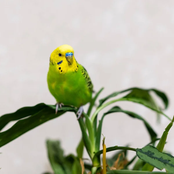 Green Budgie Sitting Green Plant Poultry Hand Made Pet Parrot — Stock Photo, Image