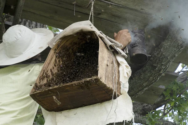 A beekeeper smokes bees with smoke for safety. Birch bark basket for bees. Insects swarm in a basket. A new swarm of bees.