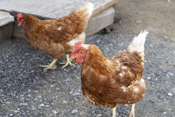 两只母鸡在院子里散步 免费的家禽 在路上寻找食物 — 图库照片