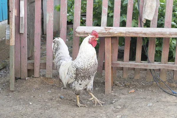 Ayam Putih Dengan Sisir Merah Dan Payudara Abu Abu Penting — Stok Foto