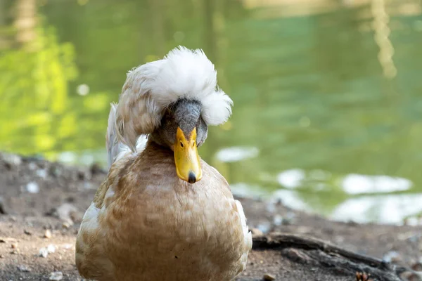 Kachna Barevným Znakem Hlavě Šedý Hřeben Drůbež Rybníka Detailní Záběr — Stock fotografie