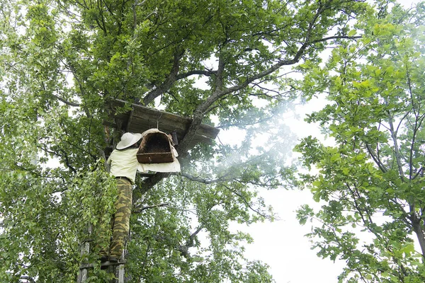 Uno Sciame Api Albero Grande Gruppo Apicoltore Fuma Api Con Fotografia Stock