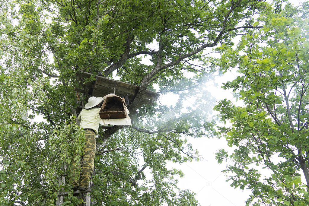 A swarm of bees on a tree in a large group. A beekeeper smokes bees with smoke for safety. Birch bark basket for bees.
