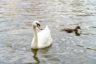 Nehir kenarında kırmızı-siyah gagalı güzel beyaz kuğular. Özgür Kuş. Bir çift kuğu. Kuşlar suda yüzer. Prag, Çek Cumhuriyeti
