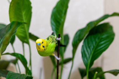 Evcil hayvan besleme kuşu yeşil bir dala, bir ev çiçeği bitkisine oturur. Yeşil bir muhabbet kuşu yeşil bir bitkinin üzerinde oturuyor. Papağan kameraya bakıyor.