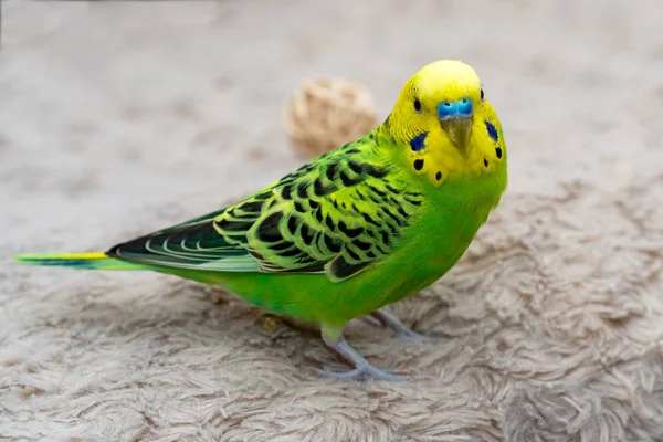 Ptaszek Siedzący Beżowej Szacie Patrzący Drewnianą Zabawkę Wolny Ptak Bawi — Zdjęcie stockowe