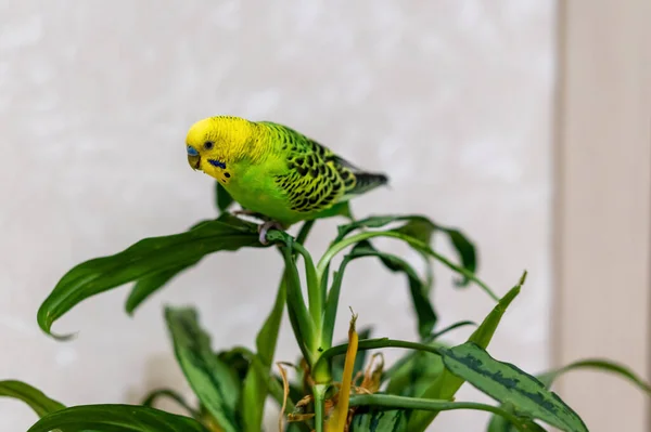 Zielony Papużka Siedzi Zielonej Roślince Drób Ręcznie Robiony Zwierzak Papuga — Zdjęcie stockowe