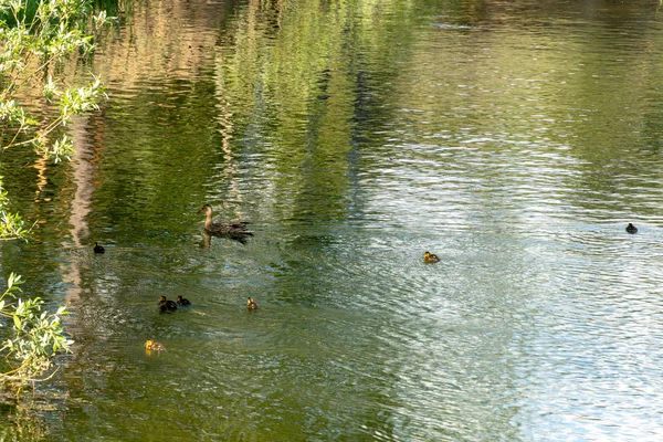 Grijze Eenden Zwemmen Het Water Met Eendjes Mam Een Vogel — Stockfoto