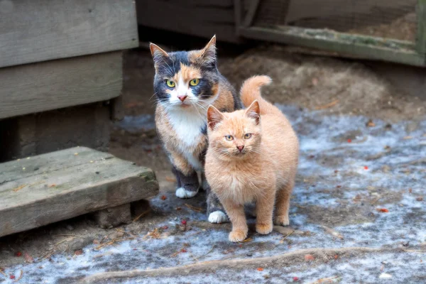 Mamma Gatto Multicolore Con Gattino Rosso Insieme Animali Stare Terra — Foto Stock