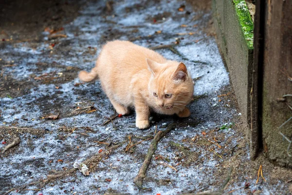 Gatinho Gengibre Bonito Solitário Rua Inverno Está Nevando Está Frio — Fotografia de Stock