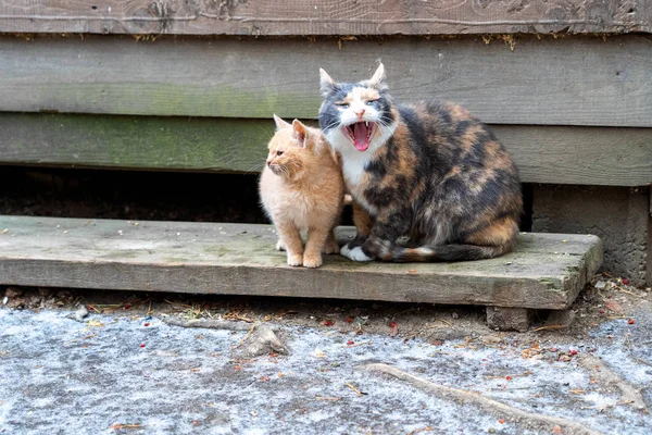 Mãe Gato Multi Colorido Com Gatinho Vermelho Juntos Animais Estão — Fotografia de Stock