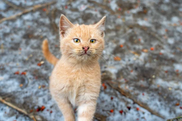 Gatinho Gengibre Bonito Solitário Rua Inverno Está Nevando Está Frio — Fotografia de Stock