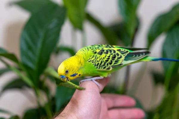Zwierzęcy Ręczny Zwierzątko Ptak Siedzi Zielonej Gałęzi Roślina Kwiat Domu — Zdjęcie stockowe