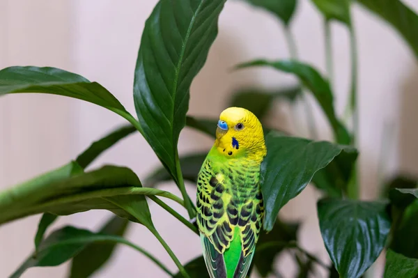 Pet hand-held pet bird sits on a green branch, a house flower plant. A green budgie is sitting on a green plant. The parrot is looking at the camera