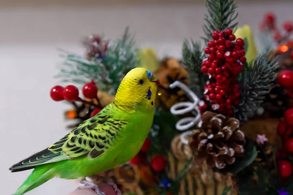 Budgerigar, evcil tavuklar Noel çelenginden kırmızı böğürtlen yiyor. Tatil, bir kuş güzel bir buketle ısırır. Elindeki papağan..