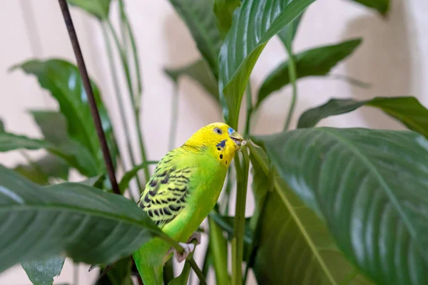 Pet hand-held pet bird sits on a green branch, a house flower plant. A green budgie is sitting on a green plant. The parrot opened its mouth and eats grass