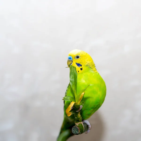 Evcil Bir Kuş Yavrusu Bambu Dalına Kurulanır Papağanın Yeşil Bir — Stok fotoğraf