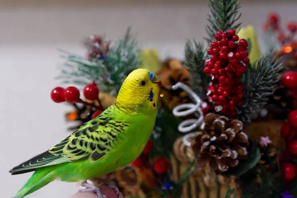 Budgerigar ペットの鶏はクリスマスの花輪から赤い果実を食べる 休日は 美しい花束を持つ鳥のニブル 手にあるオウム ロイヤリティフリーのストック写真