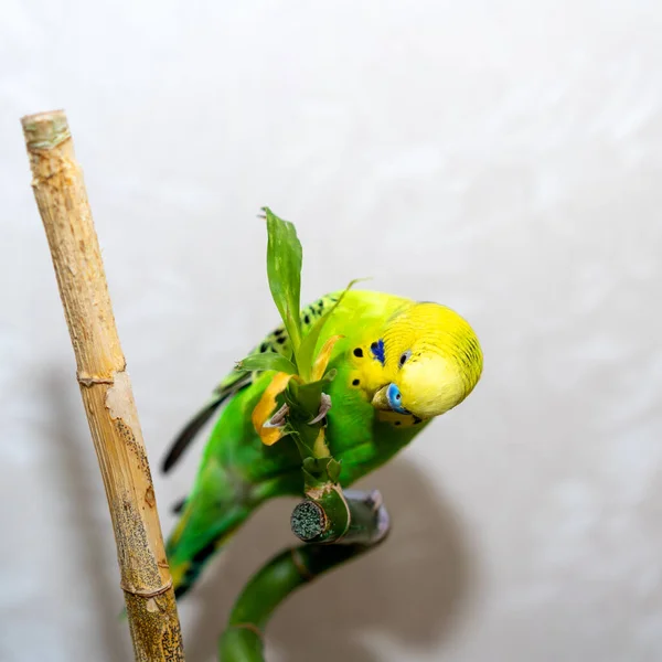 Zwierzątko Domowe Ręcznego Ptaka Siedzi Gałęzi Bambusa Suche Papuga Zielony — Zdjęcie stockowe