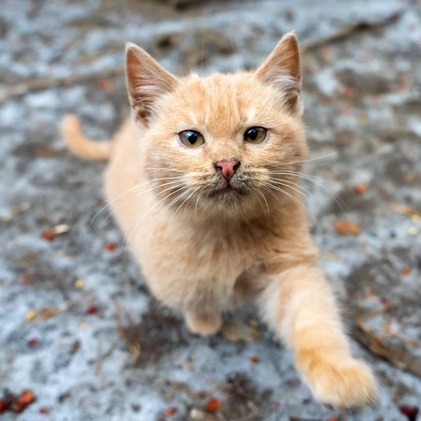 Lonely beautiful and cute ginger kitten on the street. Winter is snowing, it\'s cold. Wild or domestic animal. Kitten pulls a paw.