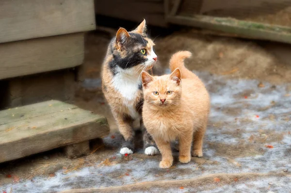 Mamma Gatto Multicolore Con Gattino Rosso Insieme Gli Animali Sono Immagine Stock