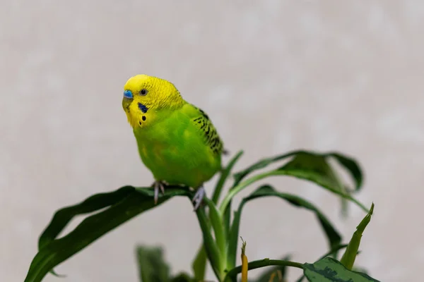 Een Groene Budgie Zit Een Groene Plant Pluimvee Hand Gemaakt — Stockfoto