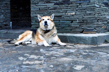Sarı-siyah, iyi beslenmiş bir köpek, taş bir köpek kulübesi ve muhafızların yanında yatıyor. Tembel, birikmiş evcil hayvan. Boyunluğu olan bir köpek ileriye bakıyor.