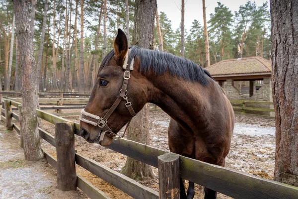 A brown horse peeks out from behind a wooden fence near the trees. An animal with a white bridle in the forest on the street in the corral. The horse looks forward with a proud look with raised ears.