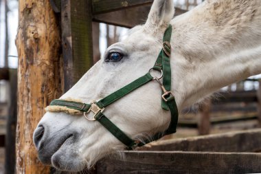 Beyaz bir at ağaçların yanındaki çitin arkasından dışarı bakıyor. Ormanda dizginleri olan bir hayvan. Ahırdaki sokakta. At kafası yakın plan..